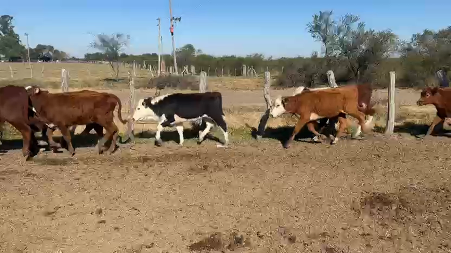 Lote 200 Terneras