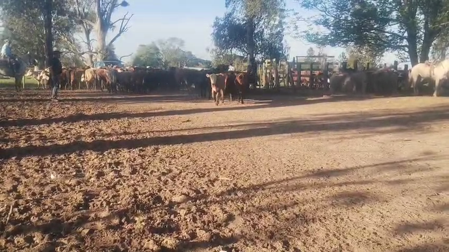 Lote 100 Terneros/as