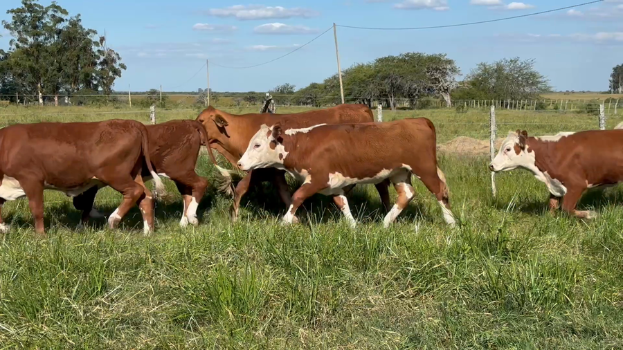 Lote 110 Terneras