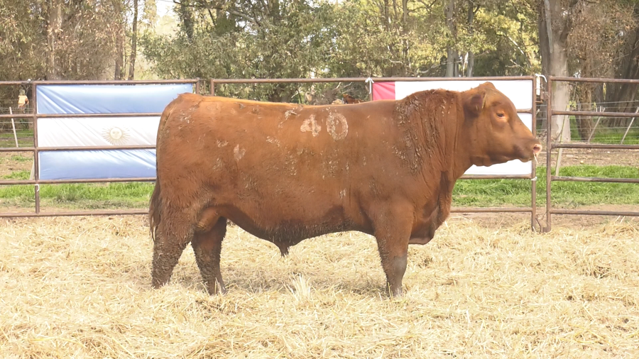 Lote TOROS ANGUS COLORADOS PC