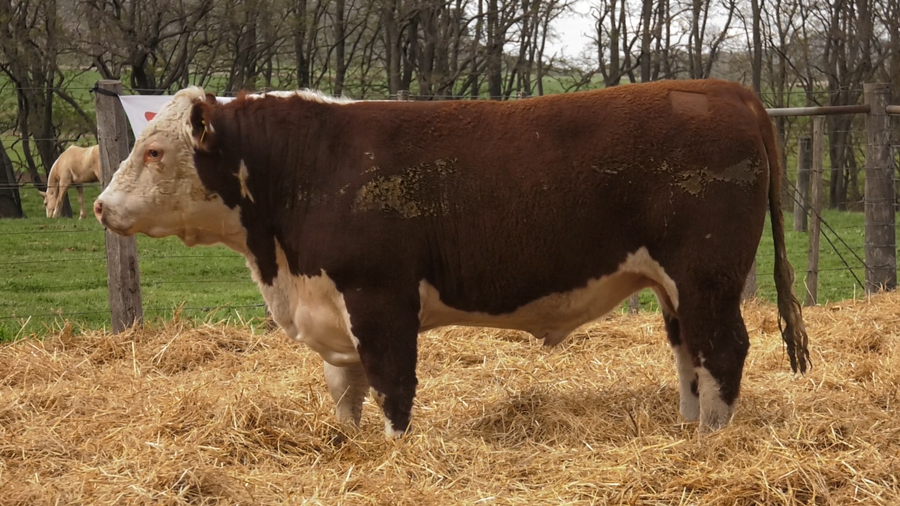 Lote TOROS PUROS REGISTRDOS