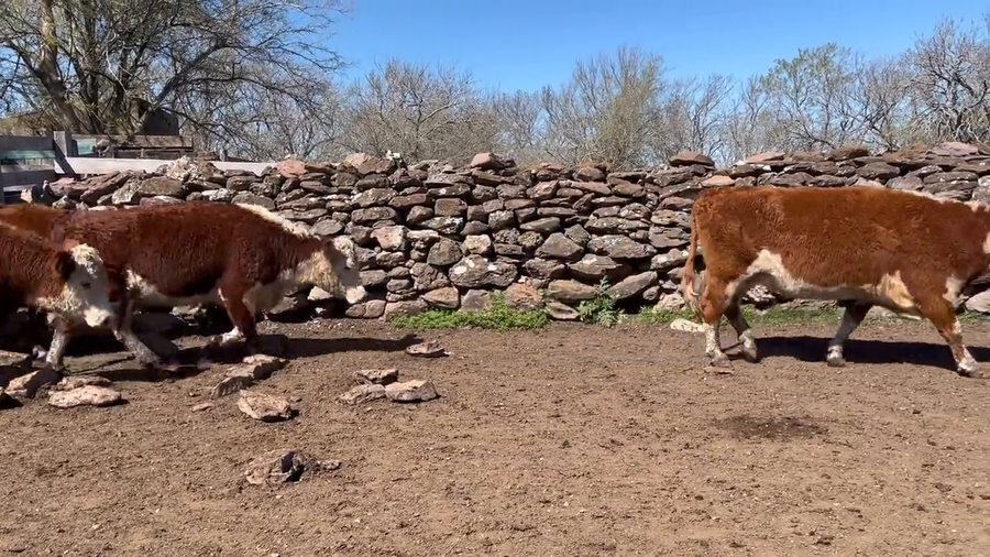 Lote Vacas de Invernada
