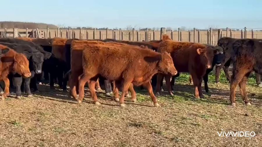 Lote 72 Terneros en Castelli, Buenos Aires