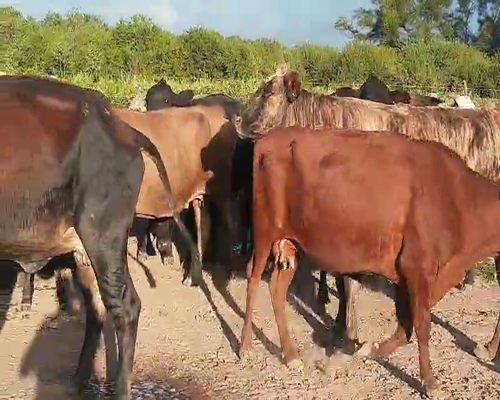 Lote 22 Vacas en Quimilí, Santiago del Estero