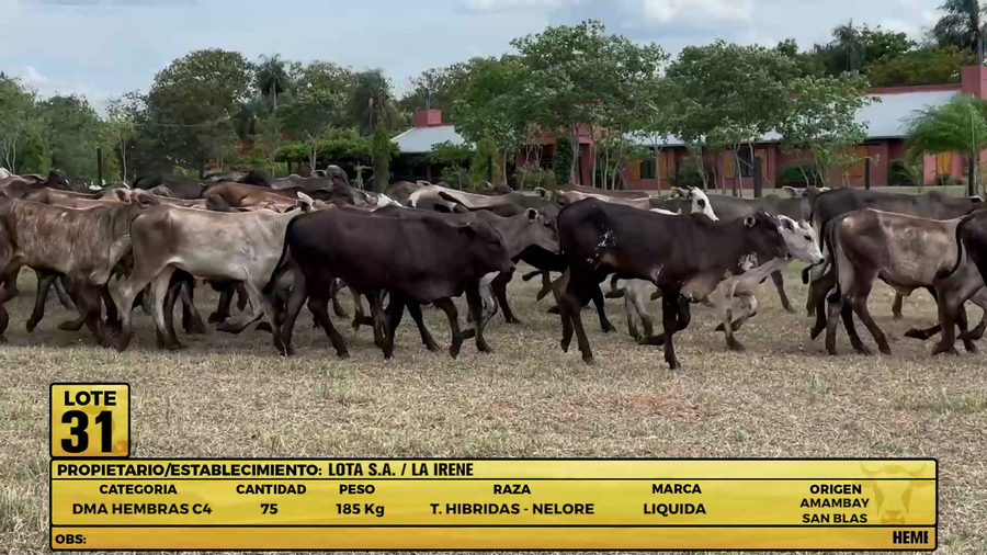 Lote LOTE 31