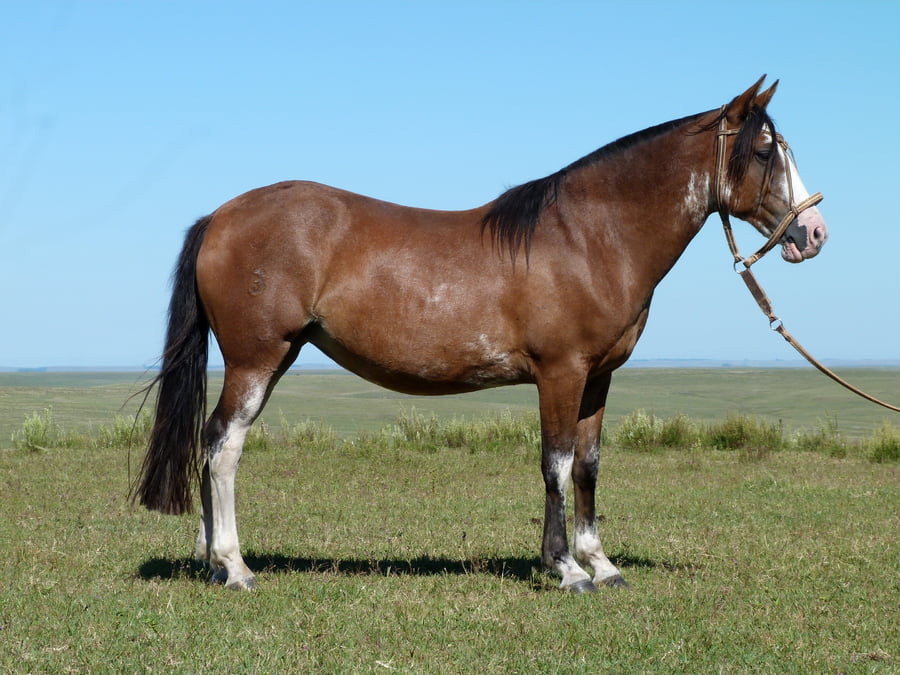 Lote Clara de la Serena