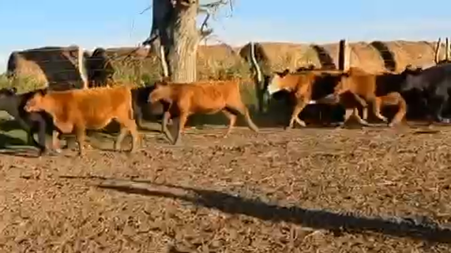 Lote 130 Terneras en Entre Ríos, Nogoyá