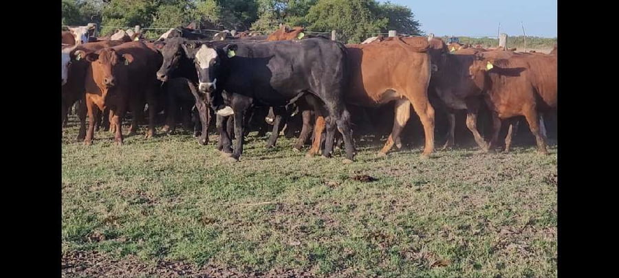 Lote 64 Vaquillonas en Entre Ríos, Villaguay