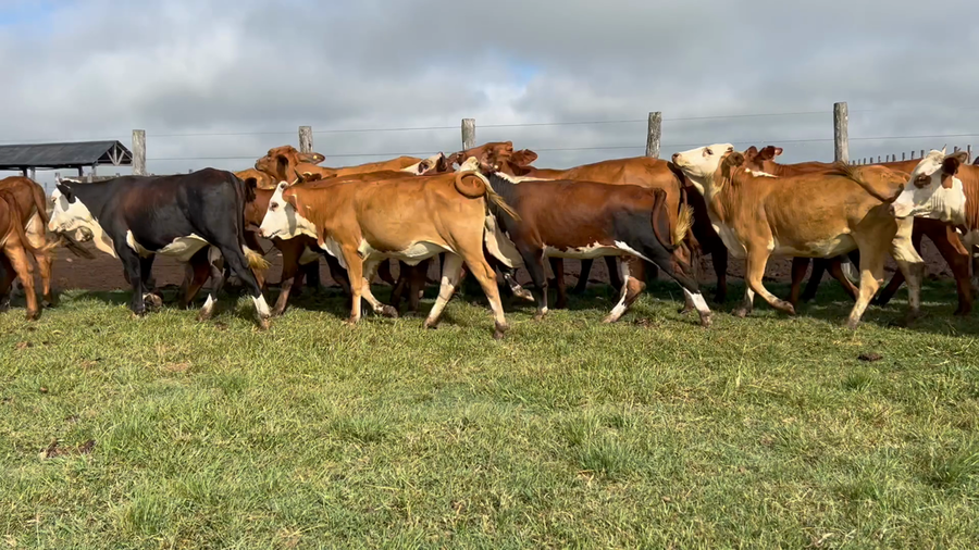 Lote 65 Vaquillonas en Corrientes, Mercedes