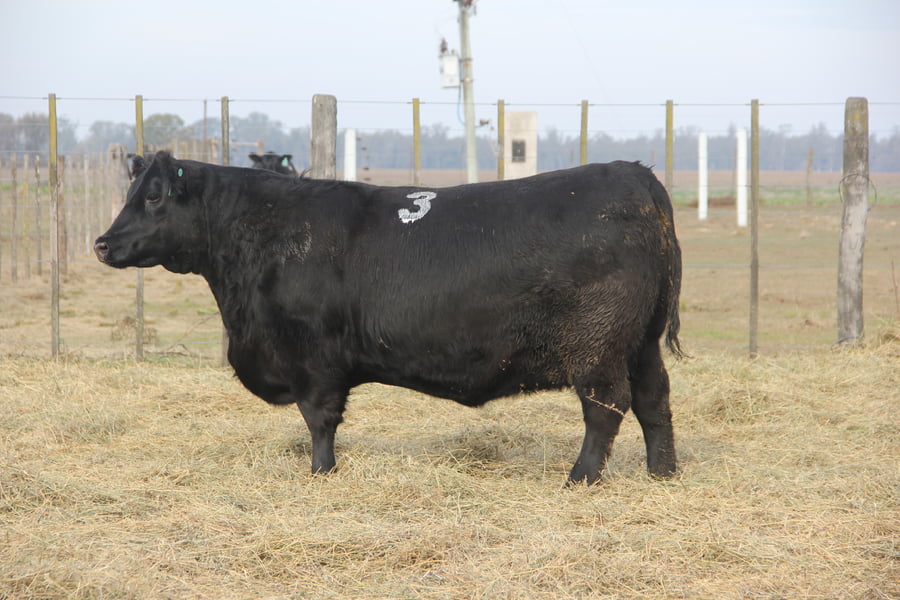 Lote VAQUILLONAS PURAS DE PEDIGREE