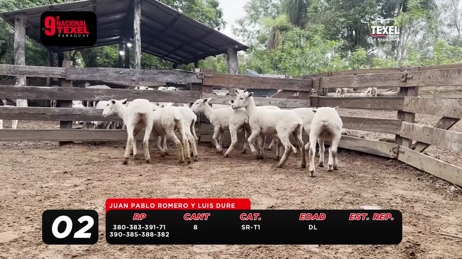 Lote LOTE 2- POR PANTALLA