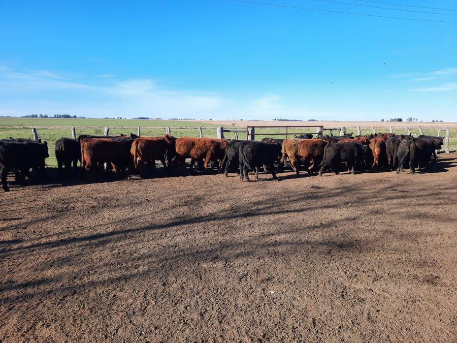 Lote SAENZ VALIENTE, BULLRICH Y Cia. S.A.