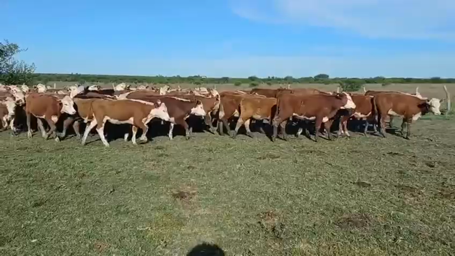 Lote 100 Novillitos y vaquillonas