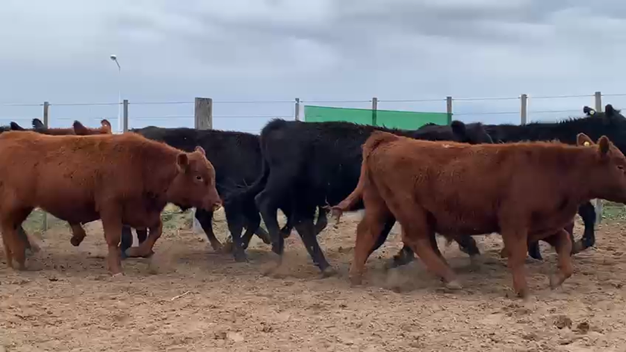 Lote 70 Terneros en Coronel Rosales