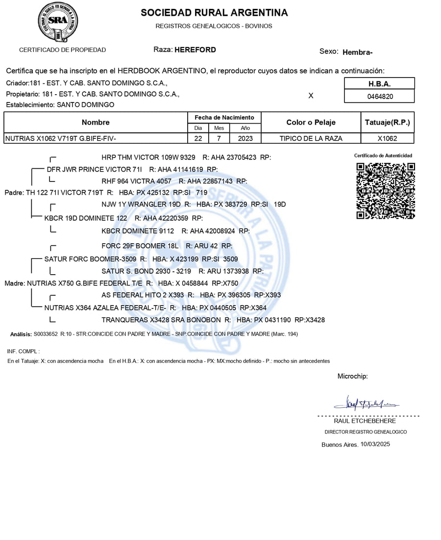 Lote Vaquillonas PP