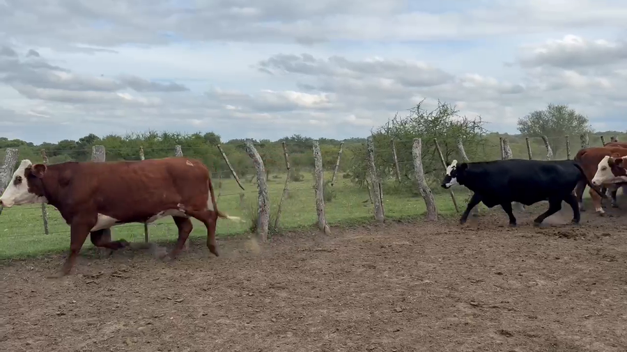 Lote 34 Vacas de invernar