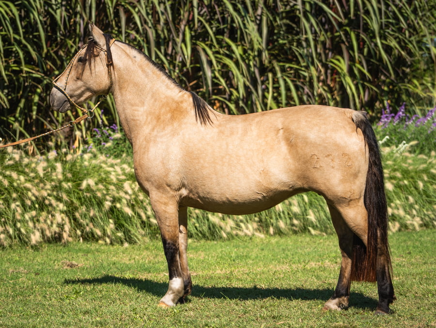 Lote Carreta Sincera