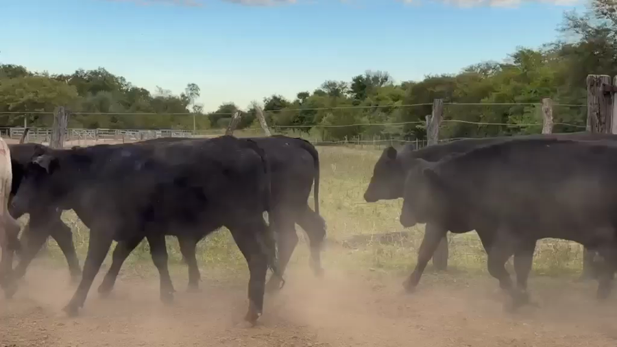 Lote 29 Novillitos en Chaco, Quitilipi
