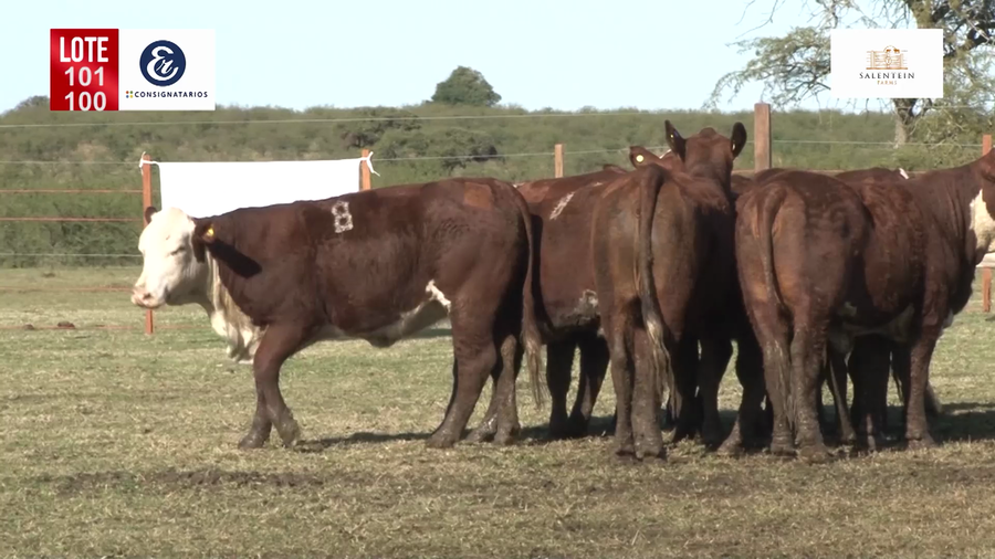Lote Vaquillas Braford Generales para Servicio