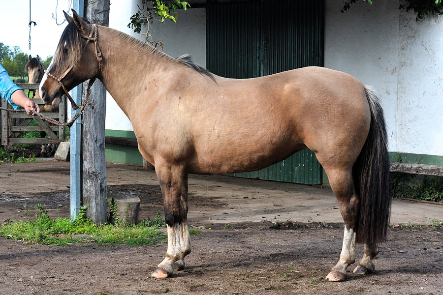 Lote CO AHÍ VEREMOS