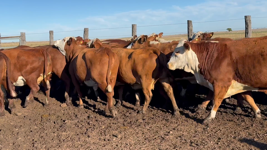 Lote 27 Vacas de invernar