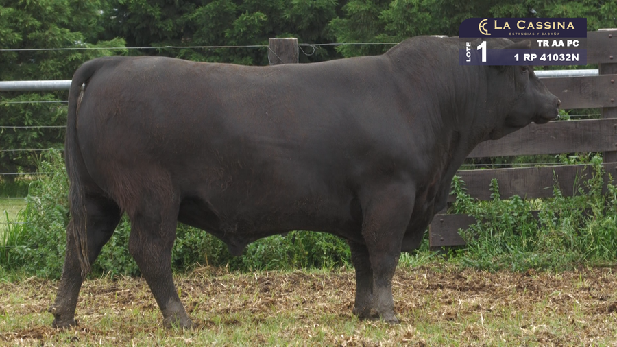 Lote TORO ANGUS PURO CONTROLADO