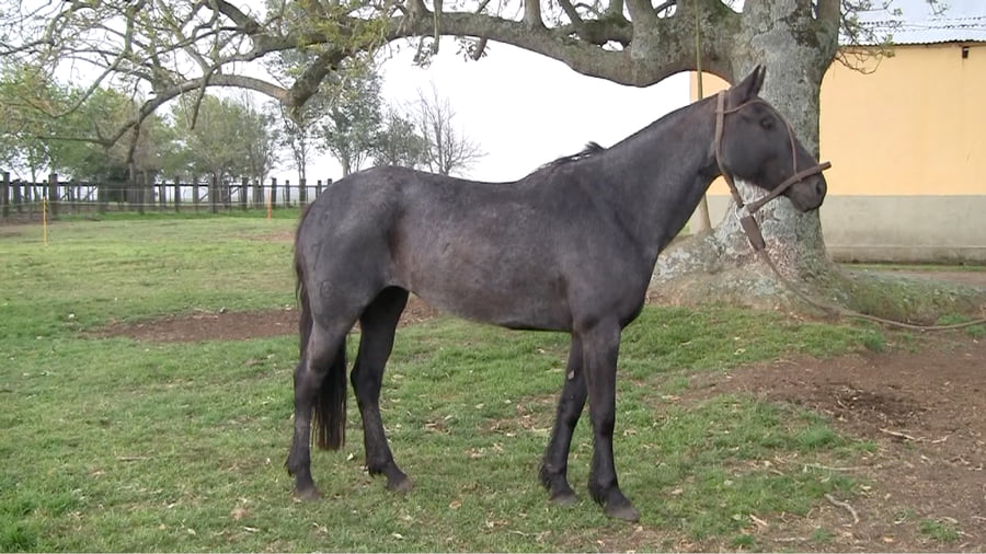 Lote Carpintera La Invernada (RP 5657) - Cabaña "Ana Elvira"