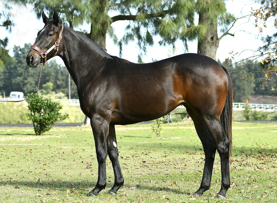 Lote MYSTIQUE