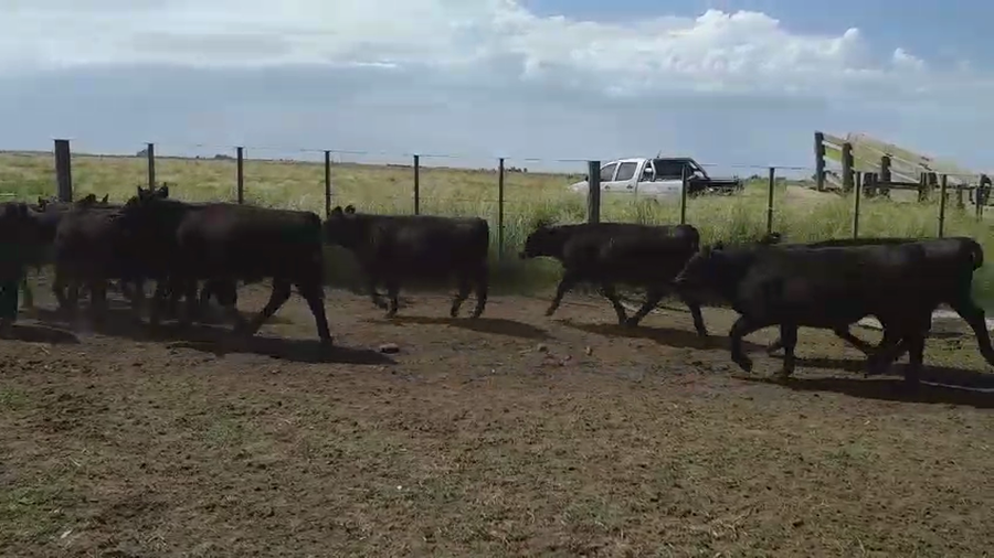 Lote 25 Terneros/as en Tres Arroyos