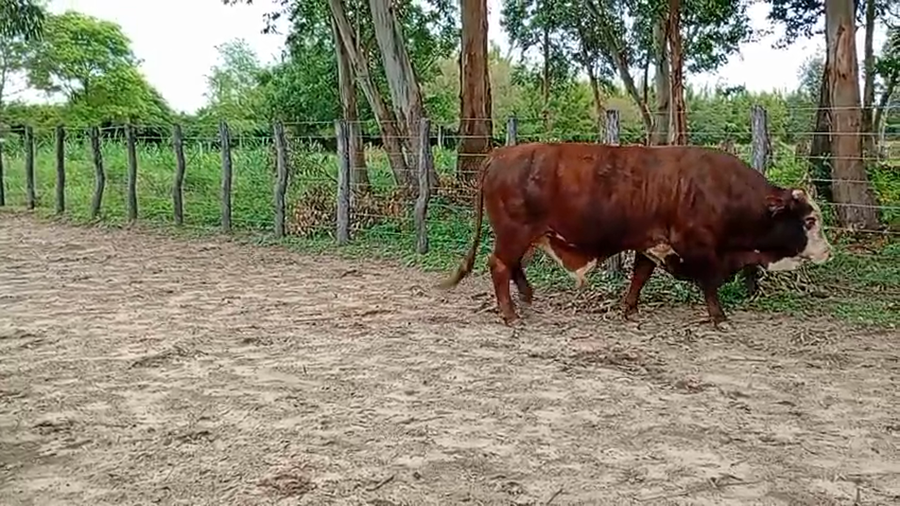 Lote 4 Toros