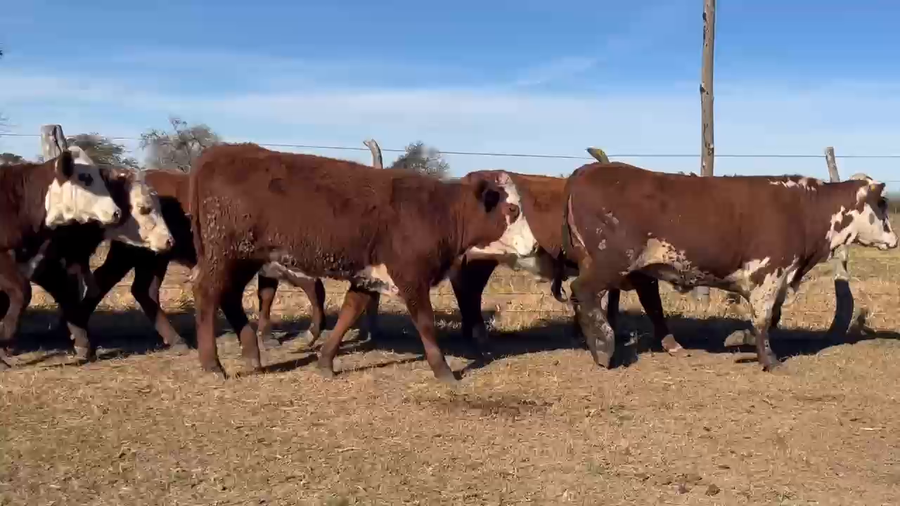 Lote 100 Terneras y Vaquillas en Corrientes, Curuzú-Cuatiá