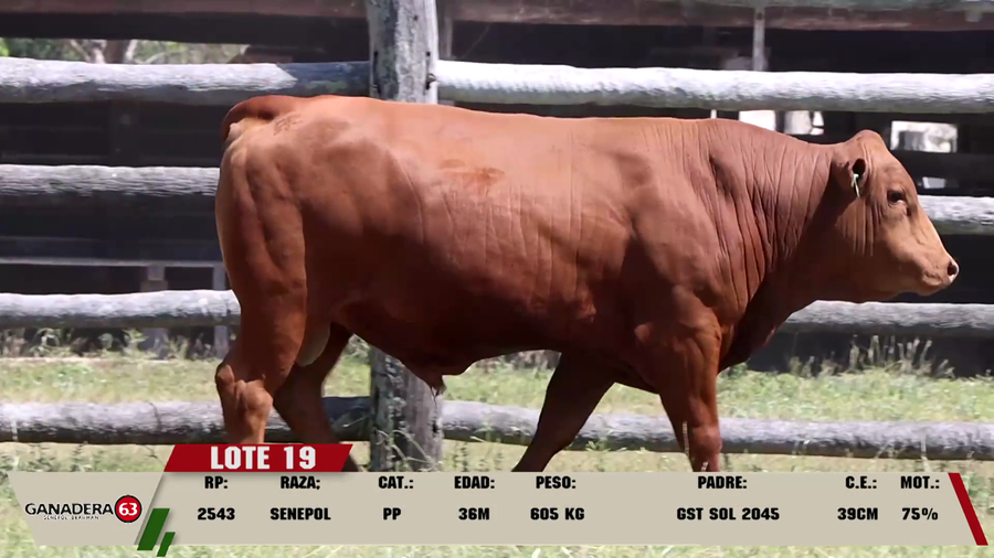 Lote LOTE 19