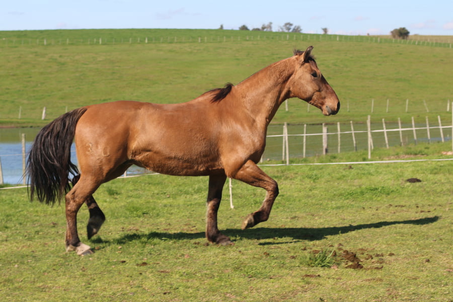 Lote YO SOLITO DEL CONVENTOS