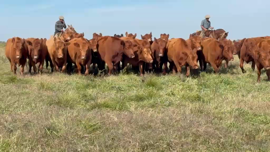 Lote 32 Vientres preñados en Col. Alemana, Entre Ríos