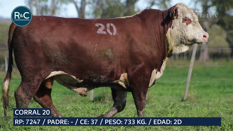 Lote Toro Braford