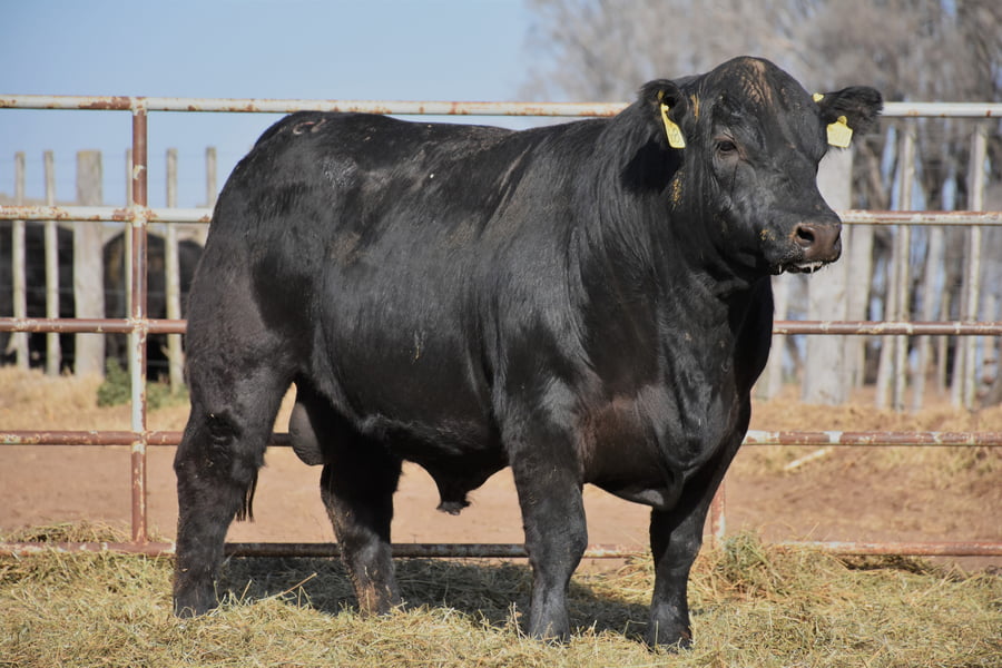 Lote TOROS (Corral 12)