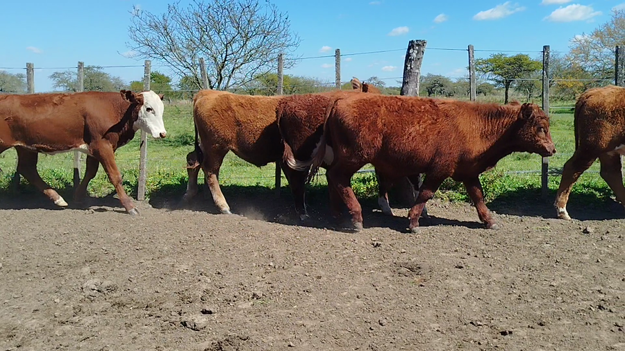 Lote 65 Terneros