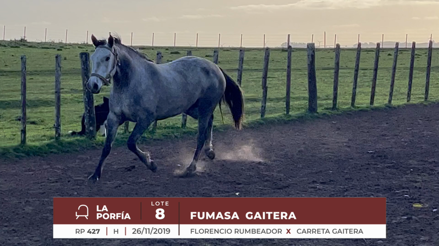 Lote FUMASA GAITERA
