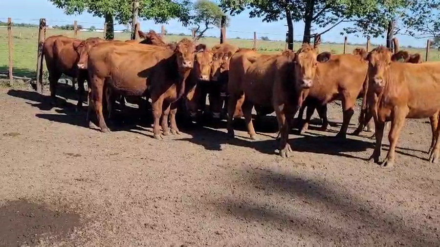 Lote 15 Vaquillonas preñadas en Villaguay, Entre Ríos