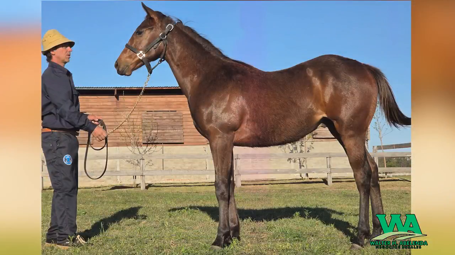 Lote MIMOSO FLAG