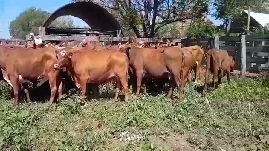 Lote 60 Vacas nuevas Preñadas en Machagai, Chaco