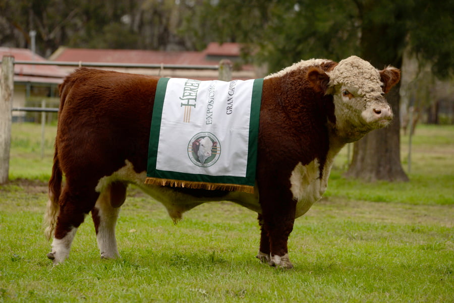 Lote Dosis de Semen Jotabe X4969 "Bondadoso"