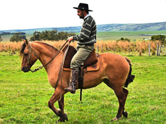 Lote Gurisa espartillo