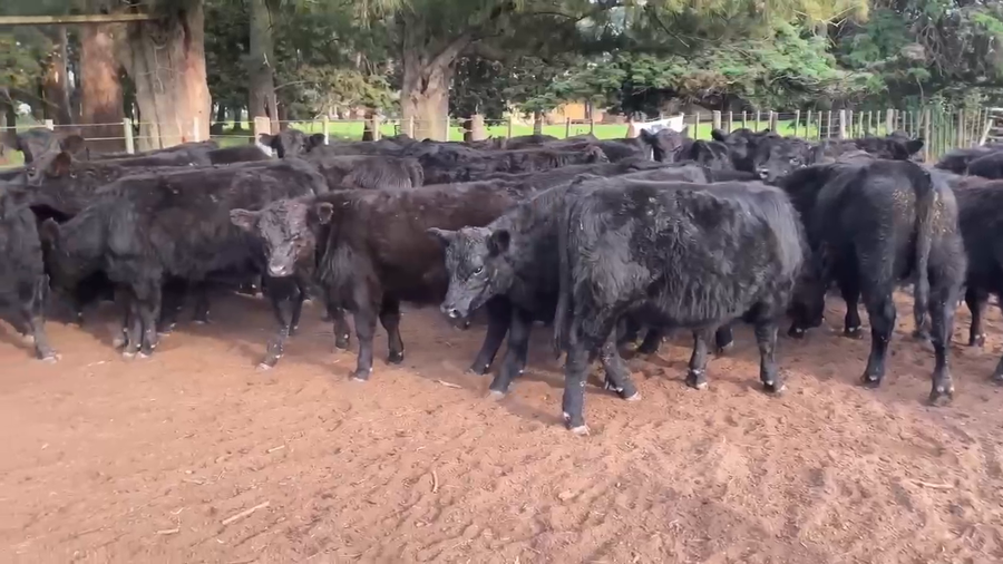 Lote 40 Novillitos en Gral. Paz, Buenos Aires