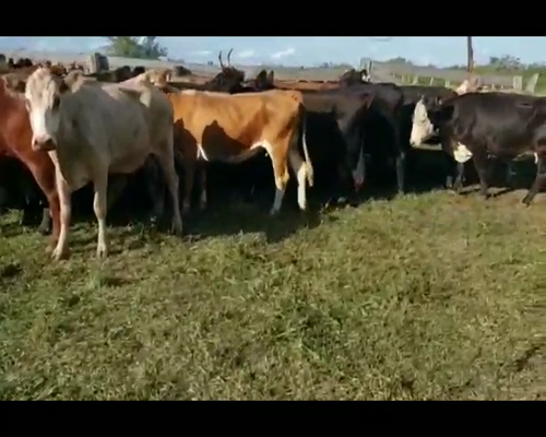 Lote 35 Vacas de invernar en Villaguay, Entre Ríos