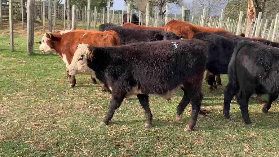 Lote 32 Terneros en Melo, Cerro Largo