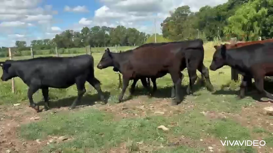 Lote 50 Novillitos y vaquillonas