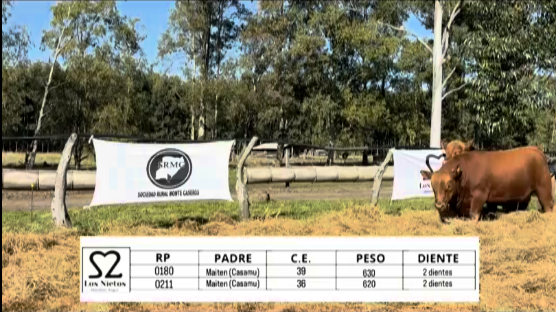 Lote TOROS ABERDEEN ANGUS "LOS NIETOS"