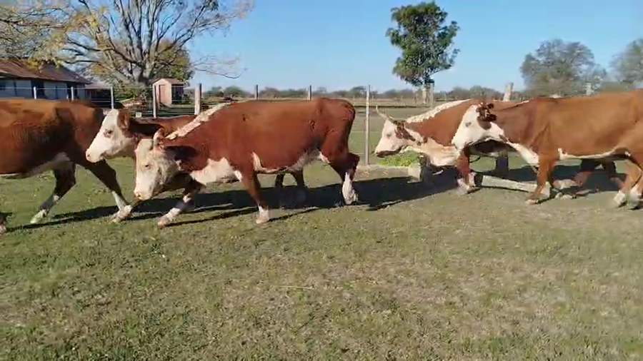 Lote 35 Vacas de invernar en Corrientes, Curuzu Cuatia