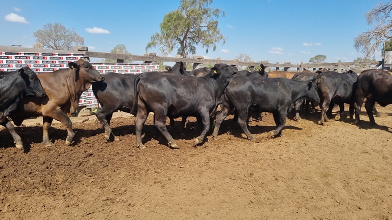 Lote Vaquillas Preñadas CBO 0